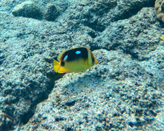 Chaetodon quadrimaculatus