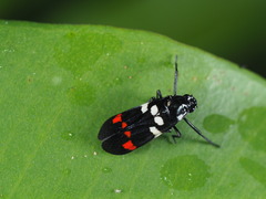 Callitettix versicolor