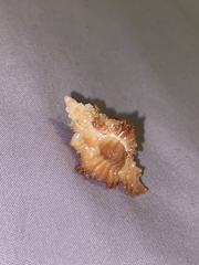 Murexsul oxytatus