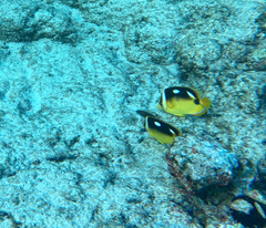 Chaetodon quadrimaculatus