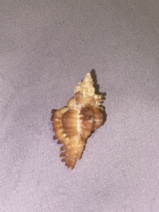 Murexsul oxytatus