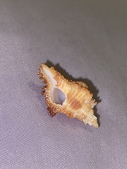 Murexsul oxytatus
