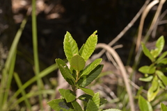 Elaeocarpus holopetalus