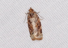 Argyrotaenia