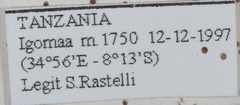 Colasposoma variabile