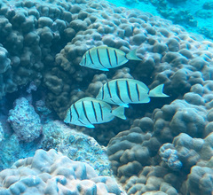 Acanthurus triostegus sandvicensis