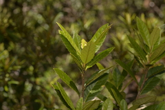 Elaeocarpus holopetalus