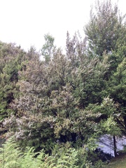 Leptospermum lanigerum