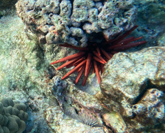 Heterocentrotus mamillatus