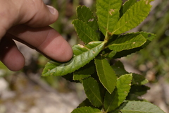 Elaeocarpus holopetalus