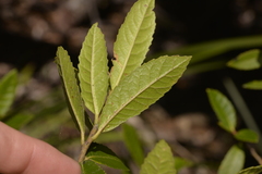 Elaeocarpus holopetalus