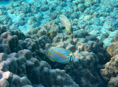 Chaetodon ornatissimus