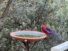 Platycercus elegans elegans