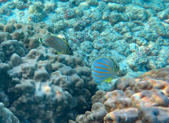 Chaetodon ornatissimus