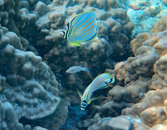 Canthigaster jactator