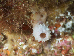 Callyspongia