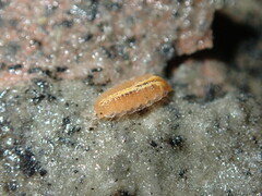 Androniscus dentiger