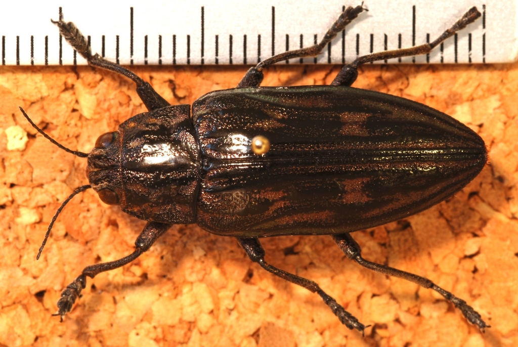 Chalcophora intermedia