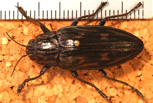 Chalcophora intermedia