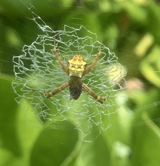 Araneidae