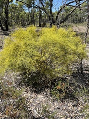 Choretrum glomeratum chrysanthum