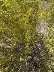 Choretrum glomeratum chrysanthum