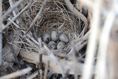Emberiza schoeniclus