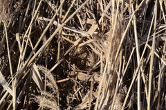 Emberiza schoeniclus