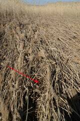 Emberiza schoeniclus