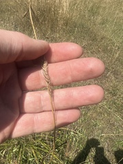 Carex iynx