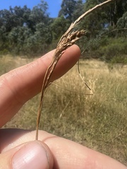Carex iynx