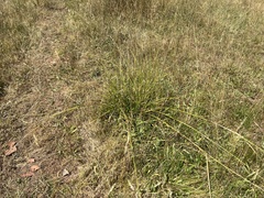 Carex iynx