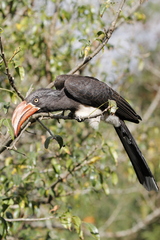 Lophoceros alboterminatus