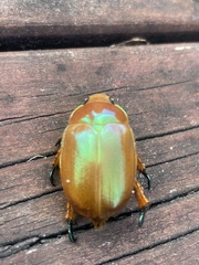 Anoplognathus viriditarsis