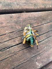 Anoplognathus viriditarsis