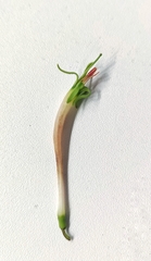 Dendrophthoe falcata