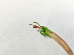 Dendrophthoe falcata