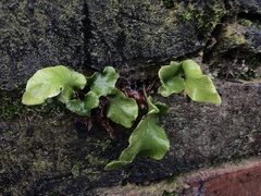 Asplenium scolopendrium scolopendrium