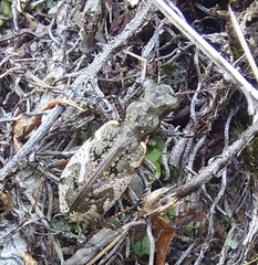 Neocicindela garnerae
