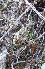 Neocicindela garnerae