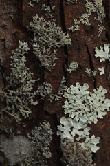 Physcia alnophila