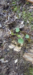 Neocicindela garnerae