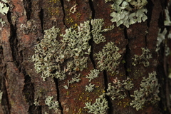 Physcia alnophila