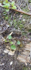 Neocicindela garnerae