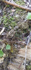 Neocicindela garnerae