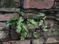 Asplenium scolopendrium scolopendrium