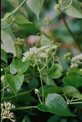 Mikania chenopodiifolia
