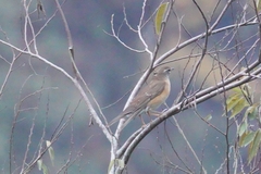 Turdus obscurus