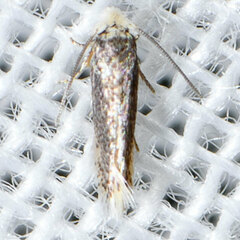 Nepticuloidea