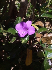 Barleria